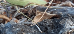 Rhombodera kirbyi