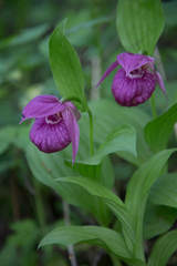 Cypripedium macranthos