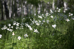 Anemonoides sylvestris