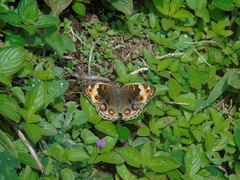 Junonia orithya