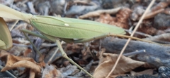 Rhombodera kirbyi