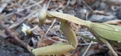 Rhombodera kirbyi