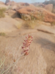 Dyerophytum africanum