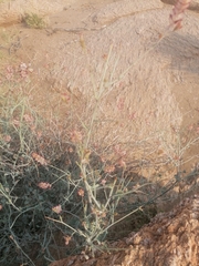 Dyerophytum africanum