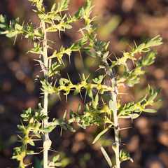 Sclerolaena muricata