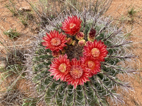 PlantFiles Pictures: Ferocactus Species, Arizona Barrel Cactus, Candy  Barrel, Fishhook Barrel, Southwestern Barrel (<i>Ferocactus wislizeni</i>)  by cacti_lover