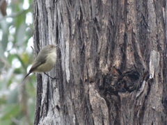Acanthiza reguloides