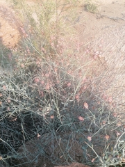 Dyerophytum africanum