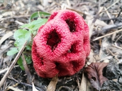 Clathrus ruber