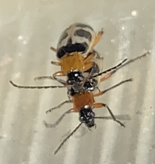 Paranapiacaba tricincta