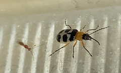 Paranapiacaba tricincta