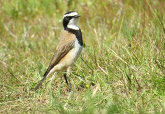 Oenanthe pileata pileata