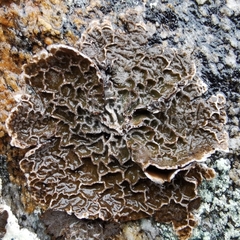 Umbilicaria decussata