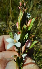 Philotheca hispidula