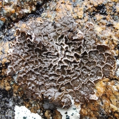 Umbilicaria decussata