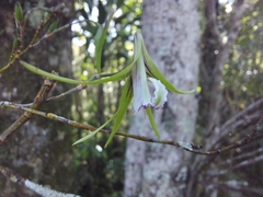 Dendrobium schoeninum