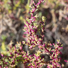 Neobassia proceriflora