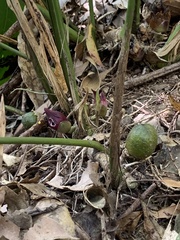 Aspidistra attenuata