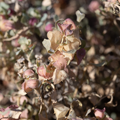 Atriplex lindleyi