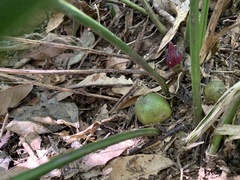 Aspidistra attenuata