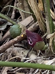 Aspidistra attenuata