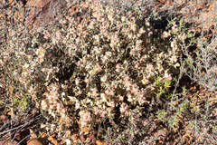 Atriplex lindleyi