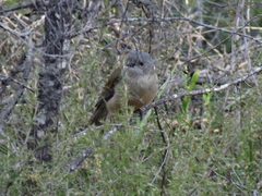 Pachycephala fuliginosa