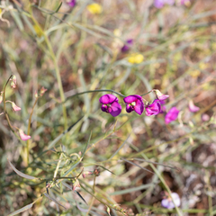 Swainsona campylantha