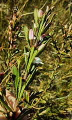 Philotheca hispidula