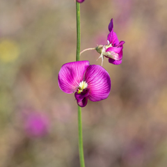 Swainsona campylantha