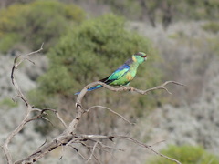 Barnardius zonarius barnardi