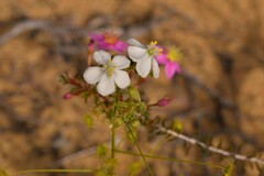 Drosera hirsuta