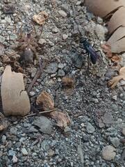 Auplopus carbonarius