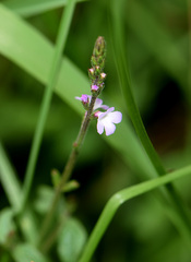 Mosla dianthera
