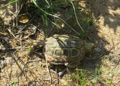 Homopus areolatus