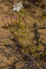 Drosera hirsuta