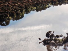 Erythrogonys cinctus