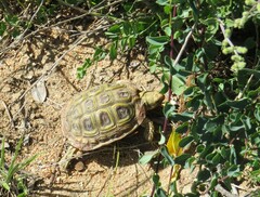 Homopus areolatus