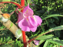 Impatiens balsamina