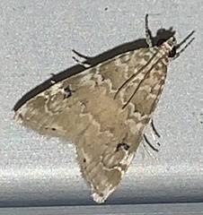 Hellula