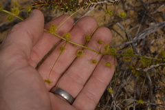 Drosera hirsuta