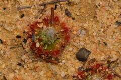 Drosera rechingeri