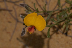 Isotropis cuneifolia