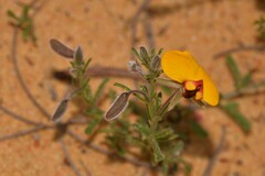 Isotropis cuneifolia