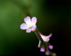 Mosla dianthera