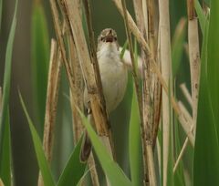 Acrocephalus agricola