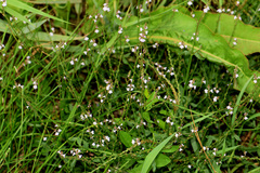 Mosla dianthera
