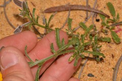 Isotropis cuneifolia