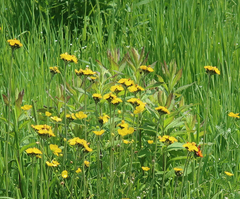 Pilosella caespitosa