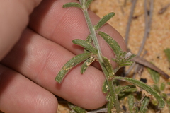 Isotropis cuneifolia